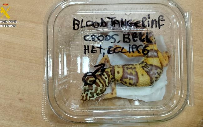 Los animales habían sido trasladados desde Madrid sin cumplir las normas de sanidad y protección animal durante el transporte