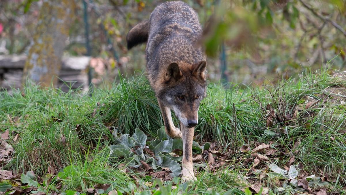 Imagen de un lobo en cautividad. Patxi Cascante