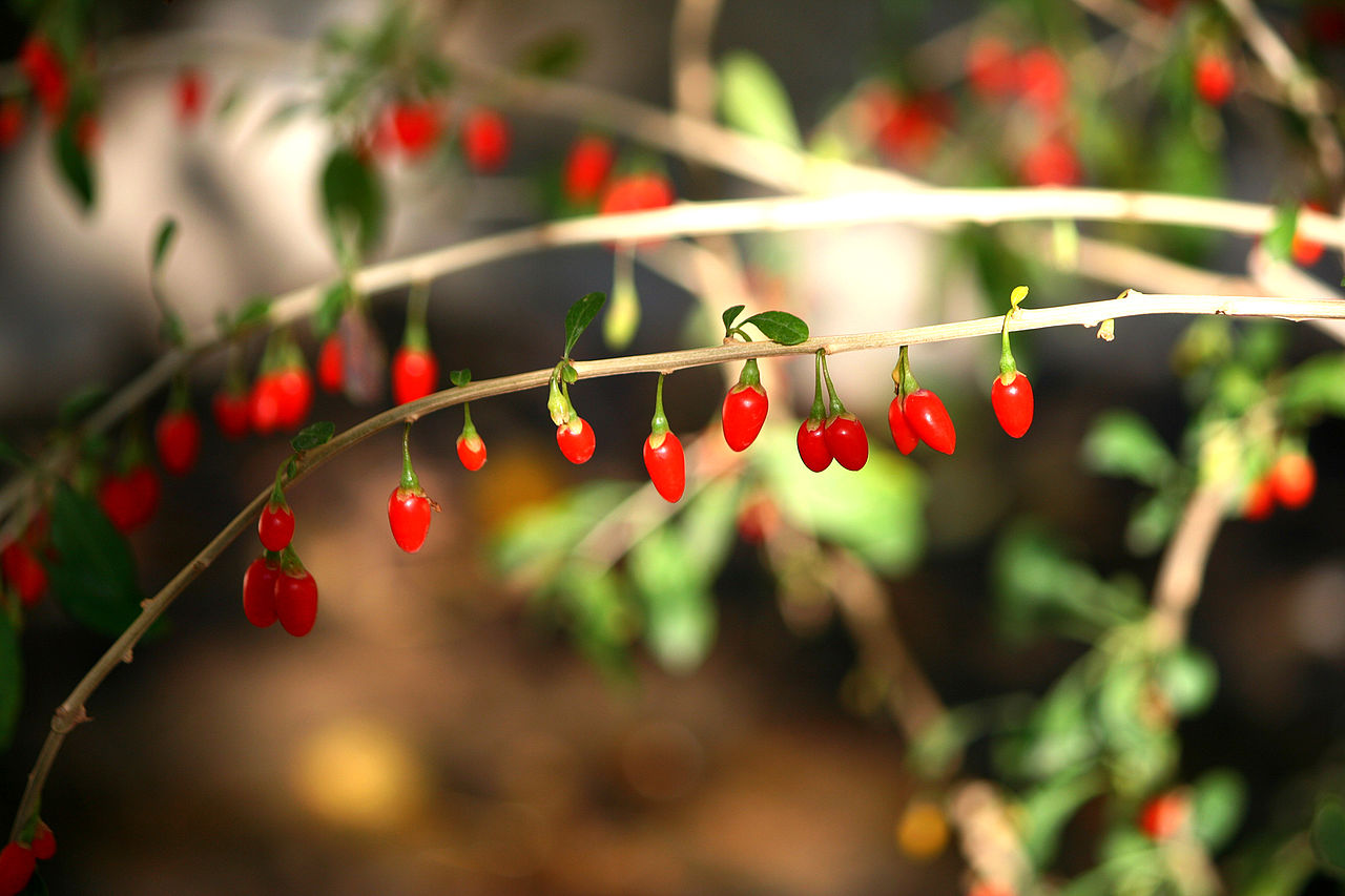 Bayas de goji