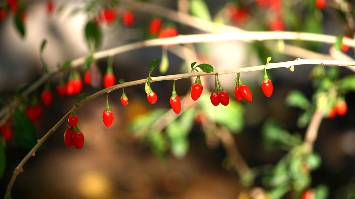 Bayas de goji