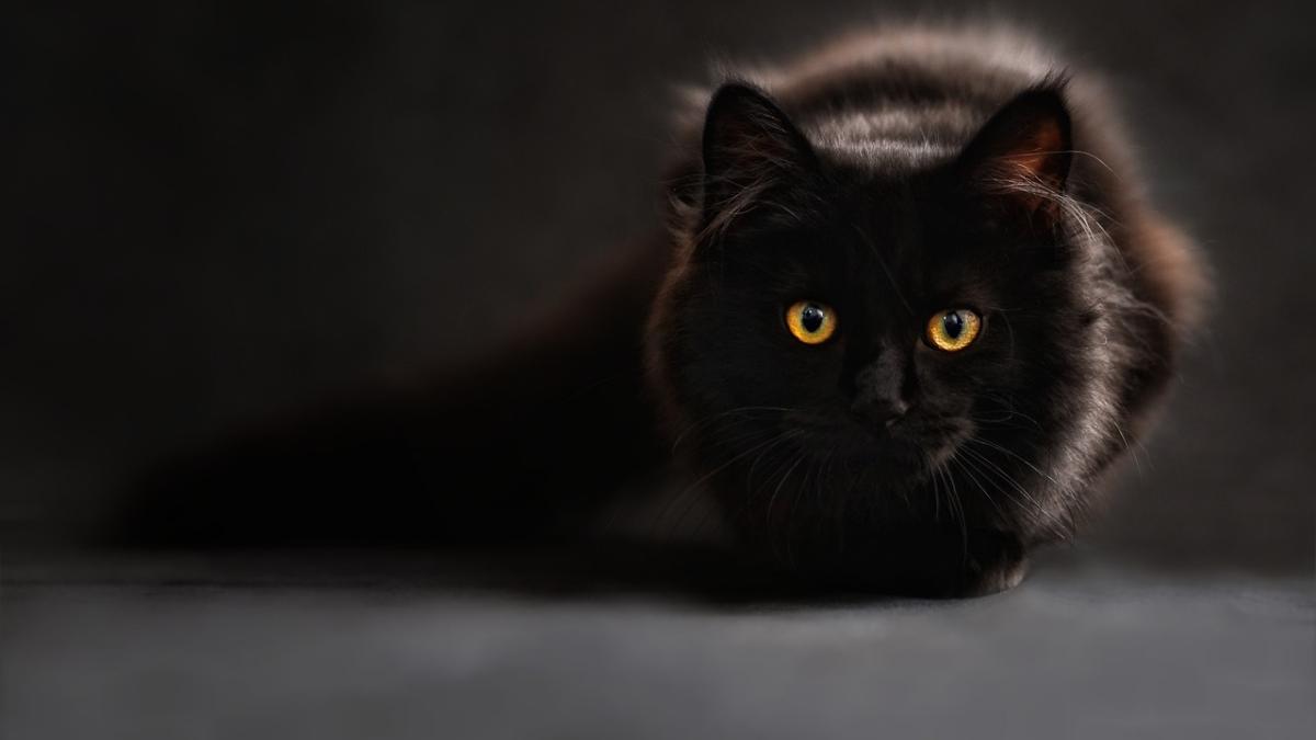 Imagen de gato negro. / PIXABAY