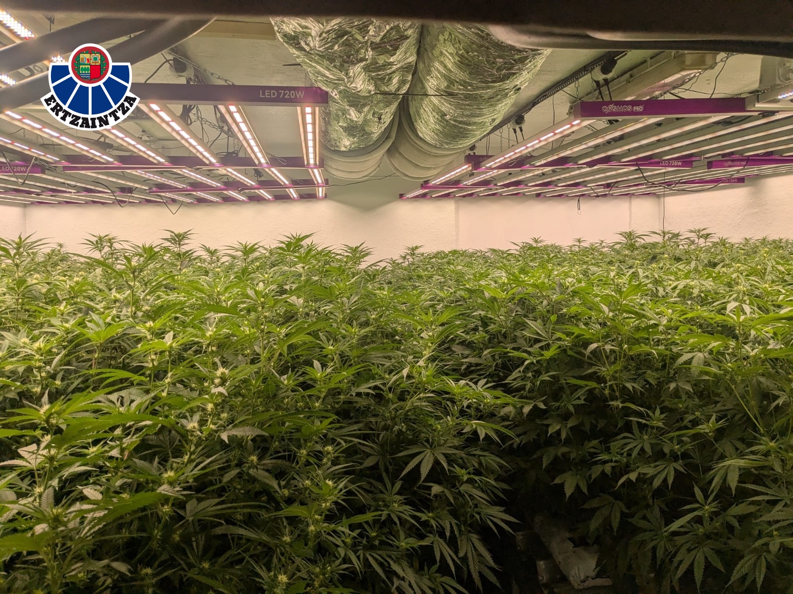 Imagen de la plantación incautada ayer en Urduliz