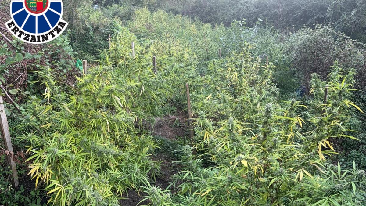 Plantación de marihuana localizada en Aretxabaleta. DEPARTAMENTO DE SEGURIDAD