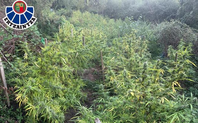 Plantación de marihuana localizada en Aretxabaleta. DEPARTAMENTO DE SEGURIDAD