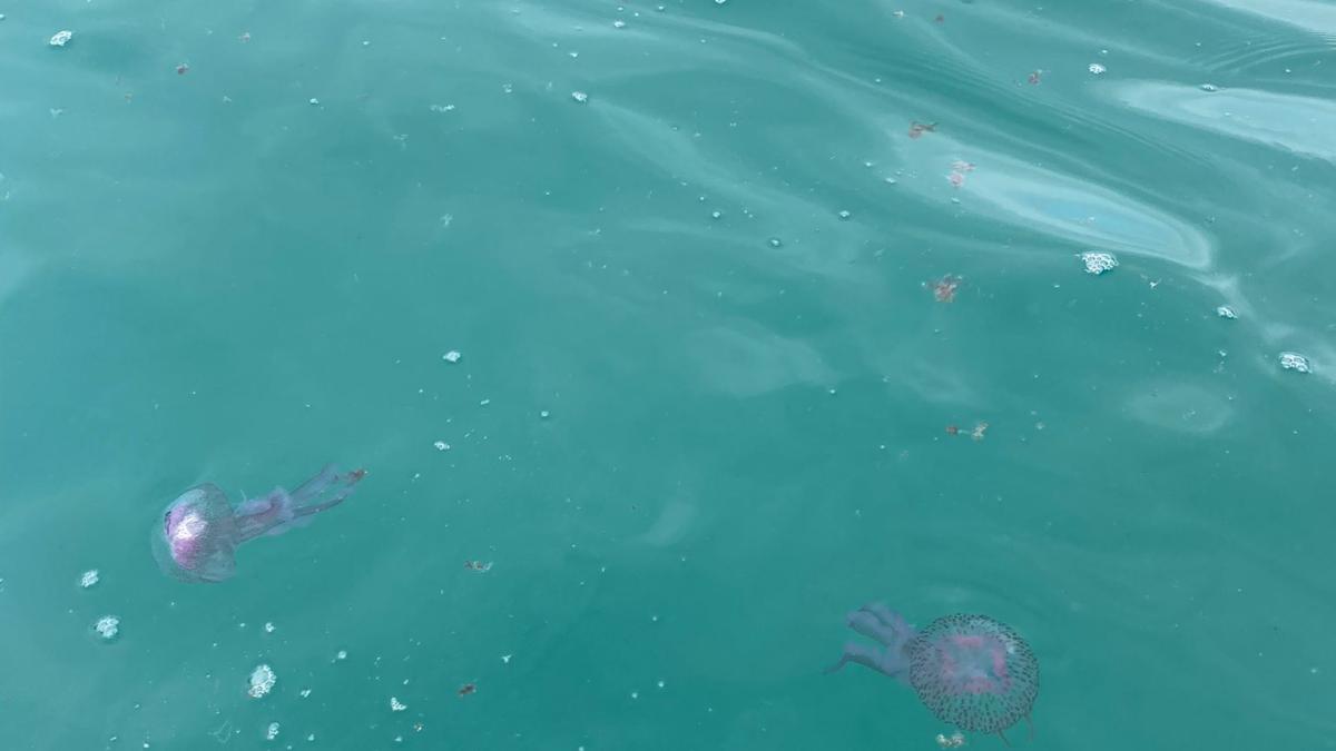 Medusas en las playas de Donostia 