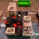 Cajas de marisco en Mercabilbao. ONDA VASCA