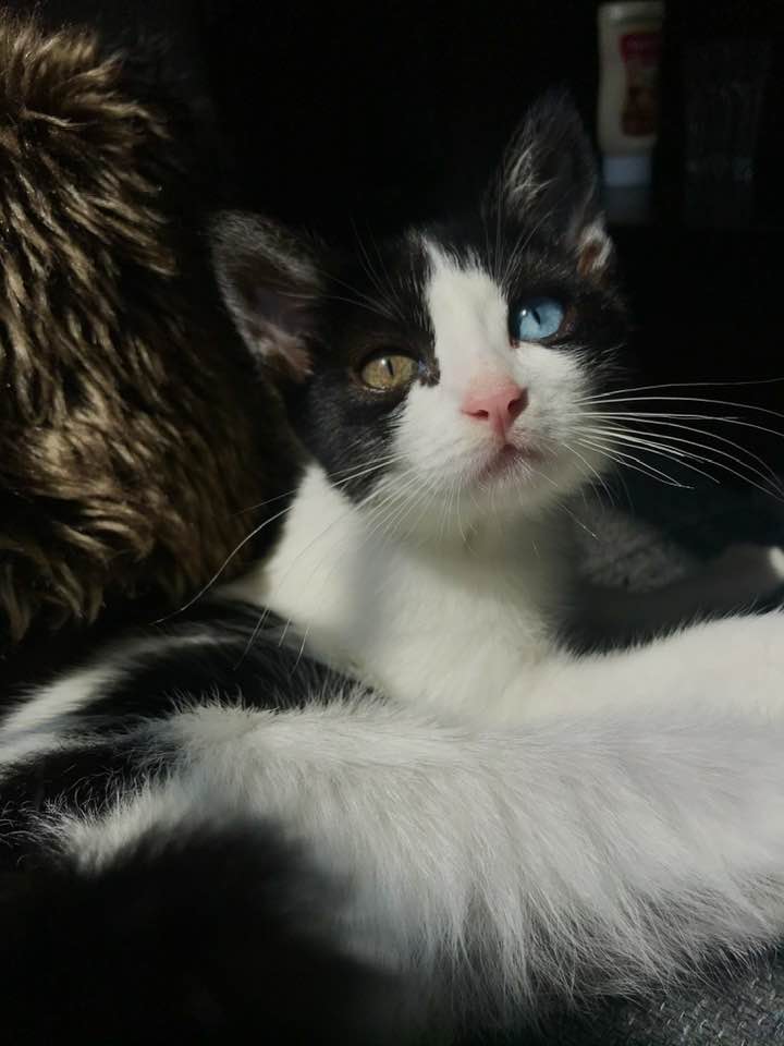 cafe con patas gatos