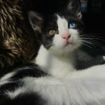 cafe con patas gatos