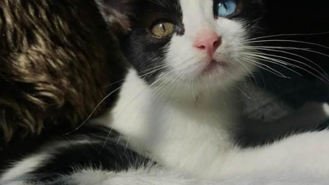 cafe con patas gatos