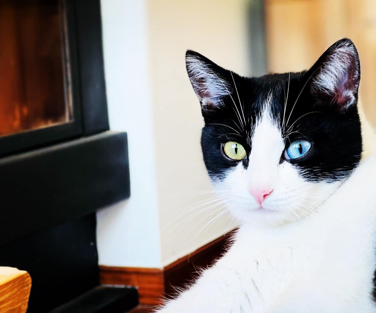 arenas gatos consejos