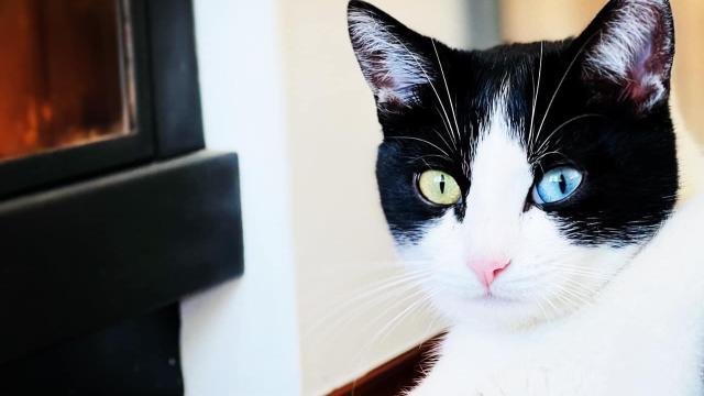 arenas gatos consejos