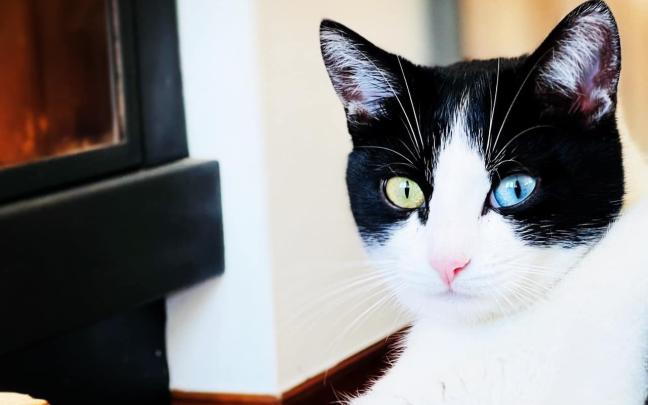 arenas gatos consejos