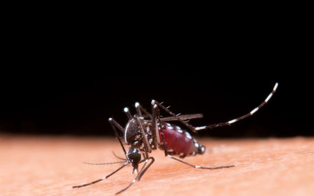 Mosquito tigre./ FREEPIK Mosquito tigre./ FREEPIK
