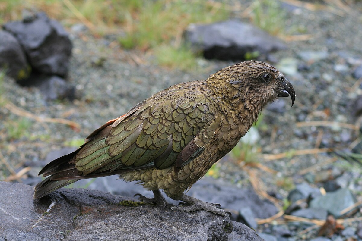 Un kea posado sobre una roca. WIKIPEDIA