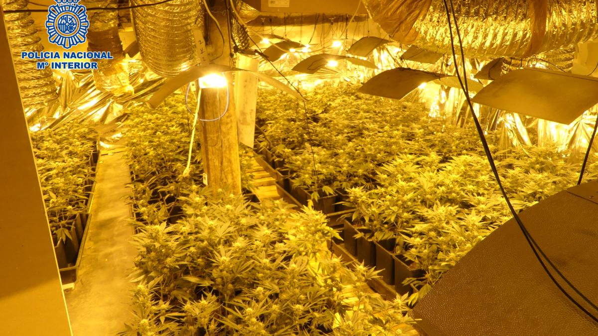 Plantas de marihuana intervenidas. Foto: Policía Nacional