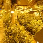 Plantas de marihuana intervenidas. Foto: Policía Nacional