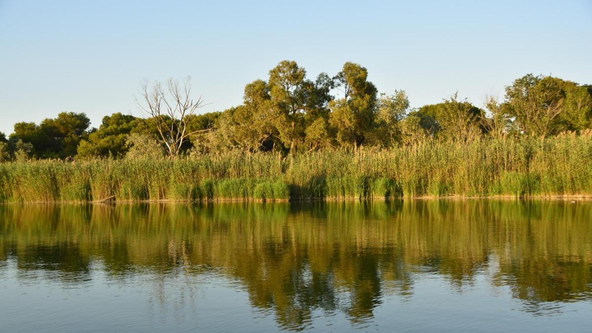 Albufera de Valencia. PARQUESNATURALES.GVA.ES