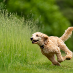 perros proteccion parasitos