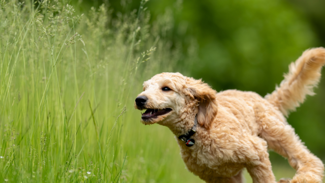 perros proteccion parasitos