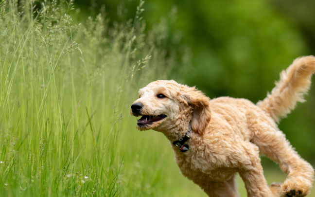 perros proteccion parasitos