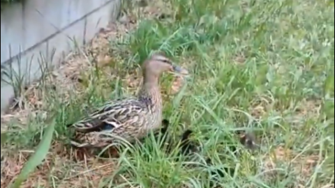 Bomberos de Bizkaia intervienen en Güeñes para salvar a una familia de patos.