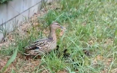Bomberos de Bizkaia intervienen en Güeñes para salvar a una familia de patos.