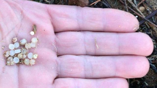 Una muestra de las bolitas que se recogieron ayer en la playa de La Arena FLOREN ISLA