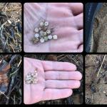 Bizkaia coordinará al voluntariado sólo si es necesario con Sare Berdeak y Bizkaia Gara