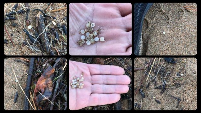 Bizkaia coordinará al voluntariado sólo si es necesario con Sare Berdeak y Bizkaia Gara