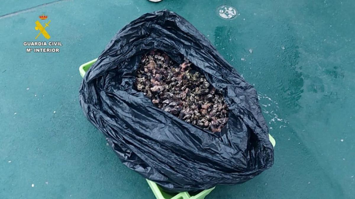  Percebes incautados por la Guardia Civil. 