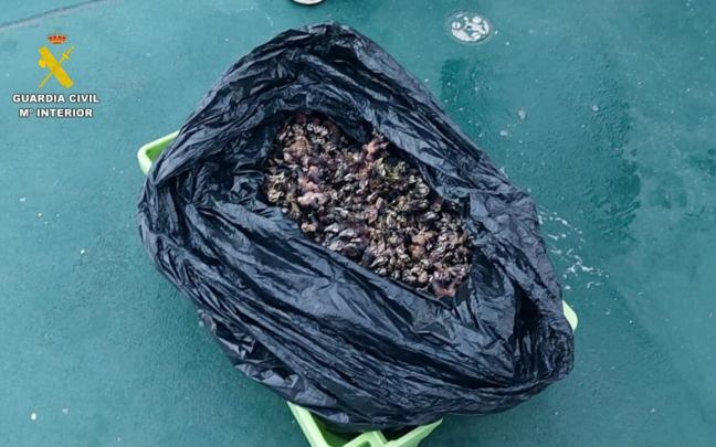  Percebes incautados por la Guardia Civil. 
