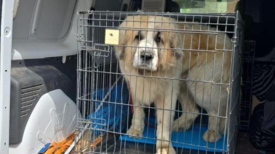El perro que ha dejado grave a una mujer en una finca en Goñi. P.F.