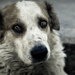 proteccion animal bizkaia