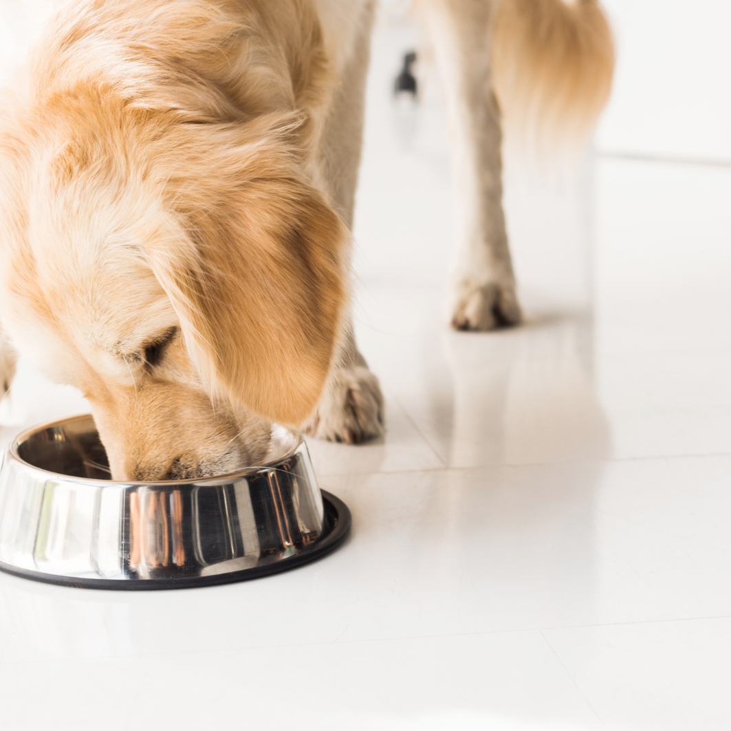 mitos alimentacion perros y gatos