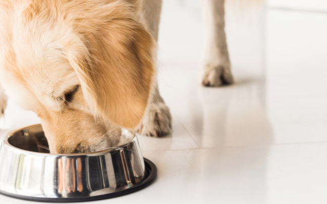 mitos alimentacion perros y gatos