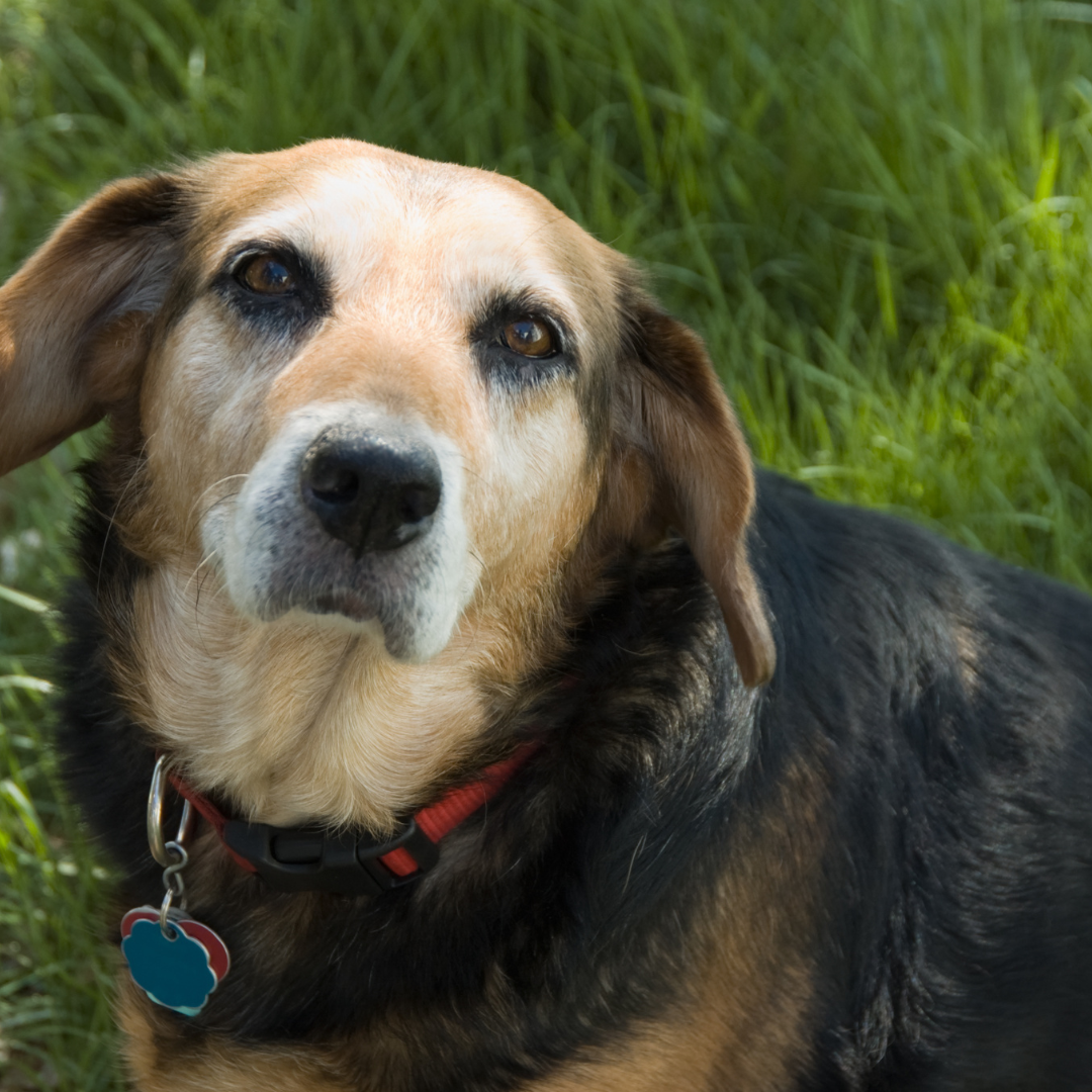 cuidados perros mayores
