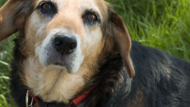 cuidados perros mayores