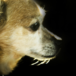 perro anciano cuidados