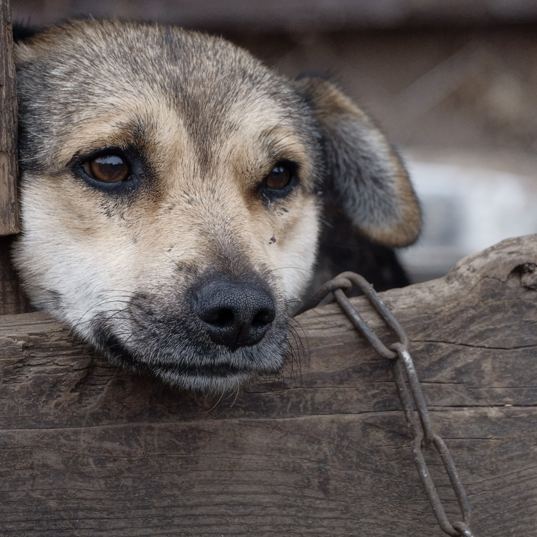 perro atado en casa