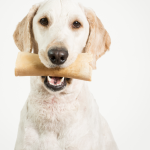 problemas dentales perros