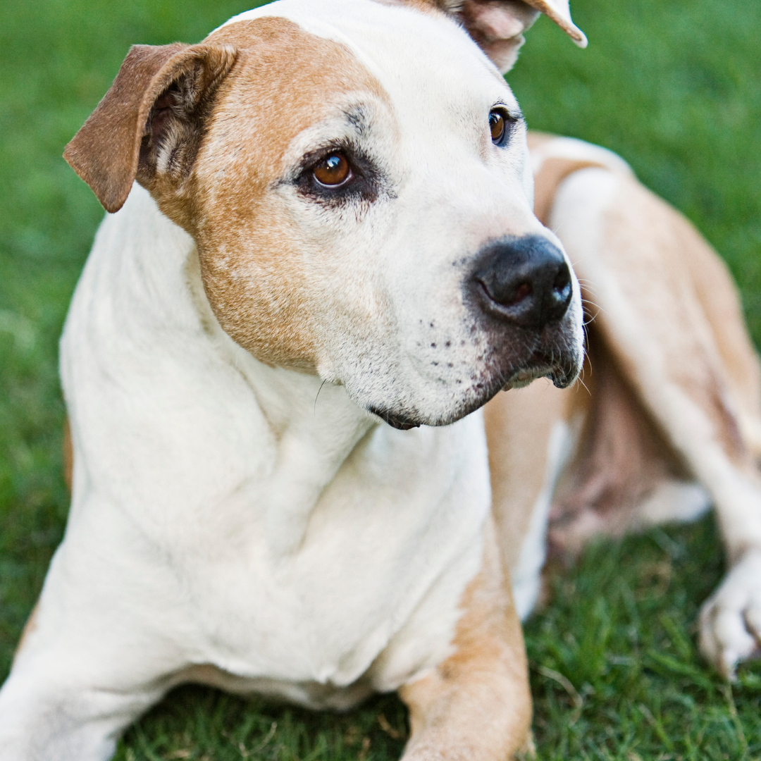 perro mayor cuidados