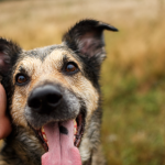 perros señales de calma