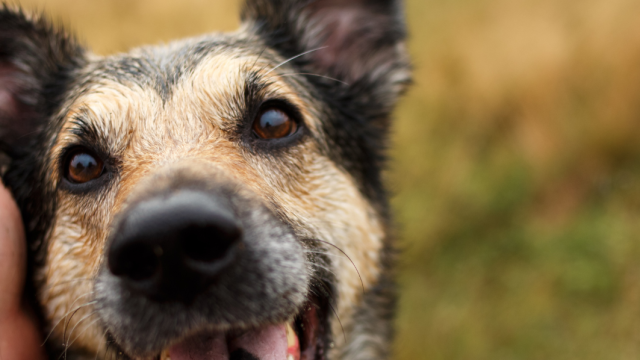 perros señales de calma