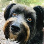 riesgos hogar perros