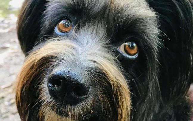 riesgos hogar perros