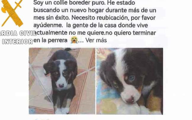 Uno de los anuncios que los estafadores publicaron en la red social Facebook.