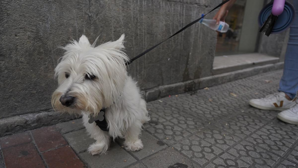 La propietaria de un perro limpia su orina en Bilbao Borja Guerrero