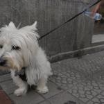 La propietaria de un perro limpia su orina en Bilbao Borja Guerrero