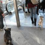 Pasajeros accediendo a Metro Bilbao con sus mascotas / Deia - José Mari Martínez
