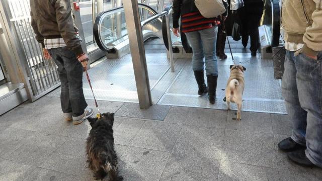 Pasajeros accediendo a Metro Bilbao con sus mascotas / Deia - José Mari Martínez